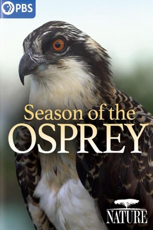Season of the Osprey 2021 official movie poster