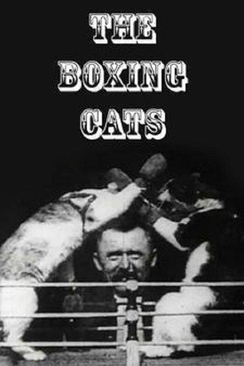 The Boxing Cats 1894 official movie poster