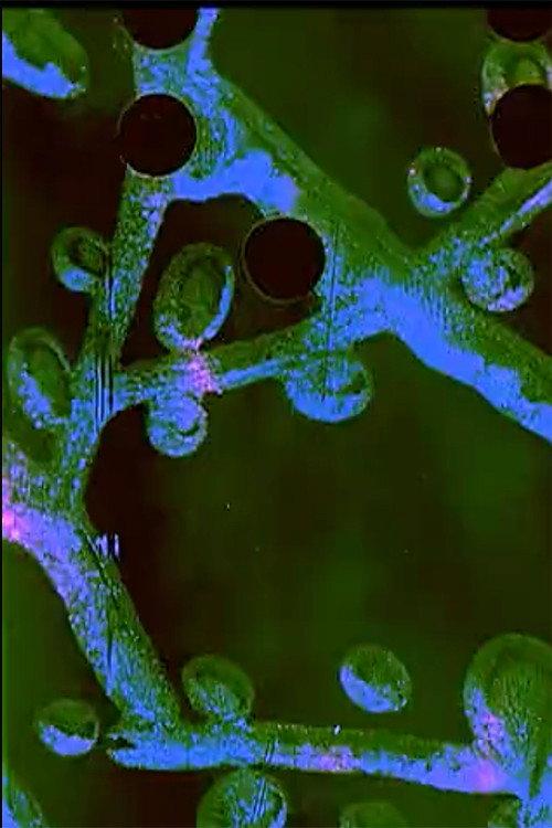 A Prone Moth 2010 official movie poster