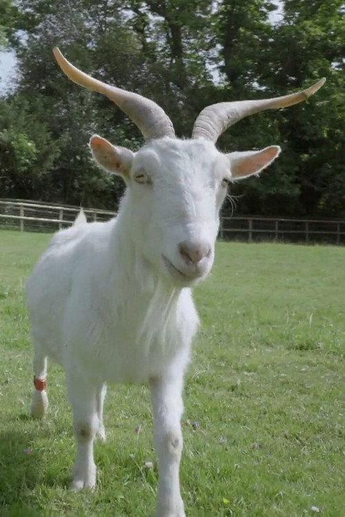 Smart as a Goat 2019 official movie poster