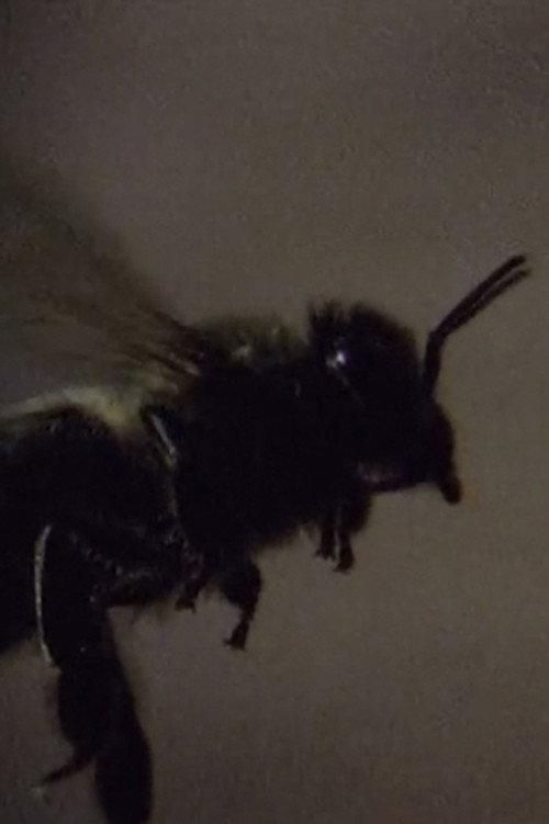 Those Animals That, at a Distance, Resemble Flies 2012 official movie poster