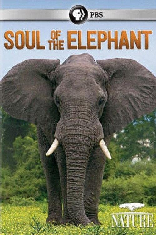 Soul of the Elephant 2015 official movie poster