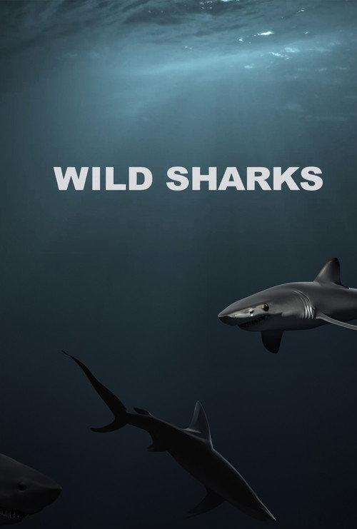 Wild Sharks 2013 official movie poster