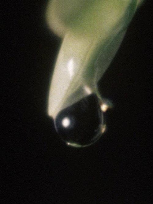 Raindrop 1975 official movie poster