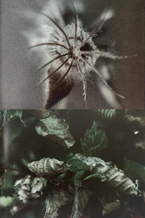 Wingseed 1985 official movie poster