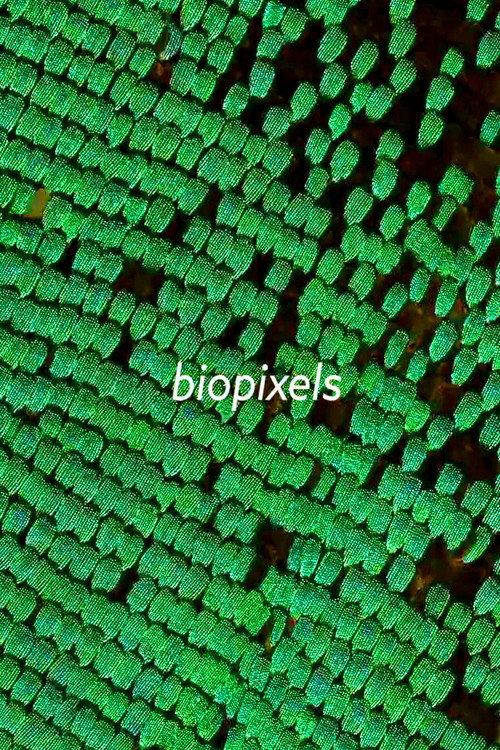 biopixels  official movie poster