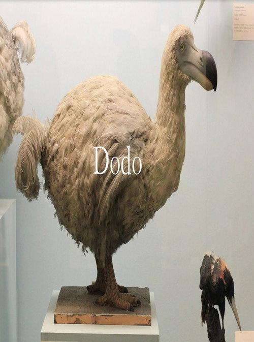 Dodo 2023 official movie poster