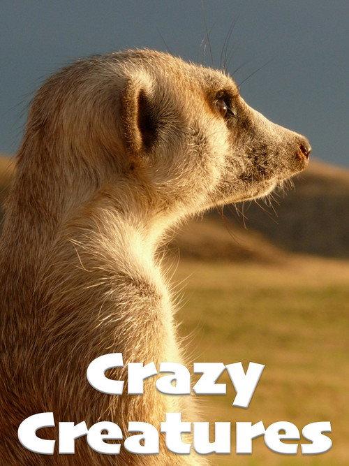 Crazy Creatures 2018 official movie poster