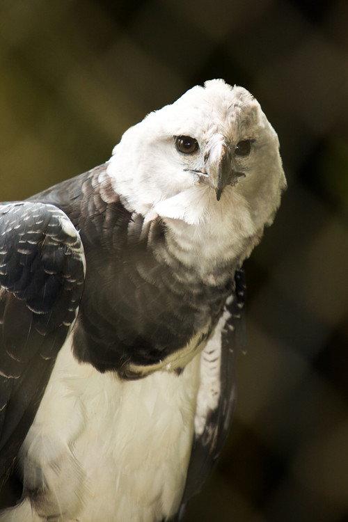 BBC Natural World:The Monkey-Eating Eagle of the Orinoco 2010 official movie poster