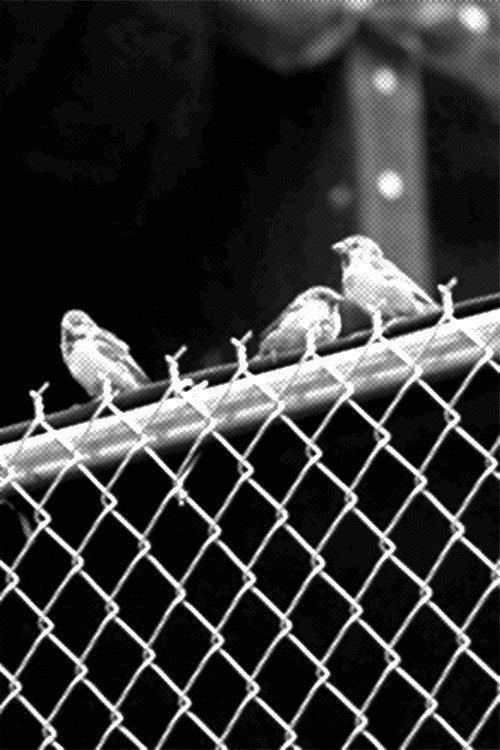 Real Birds 2011 official movie poster