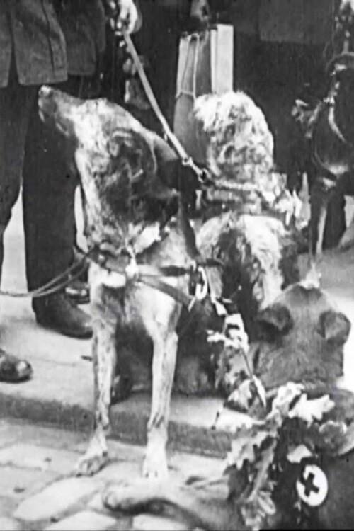 Red Cross Dogs 1914 official movie poster