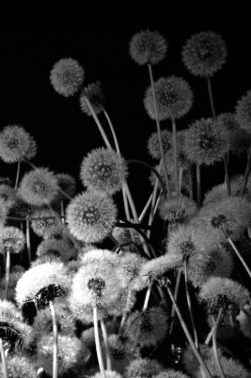 Dark Garden 2011 official movie poster
