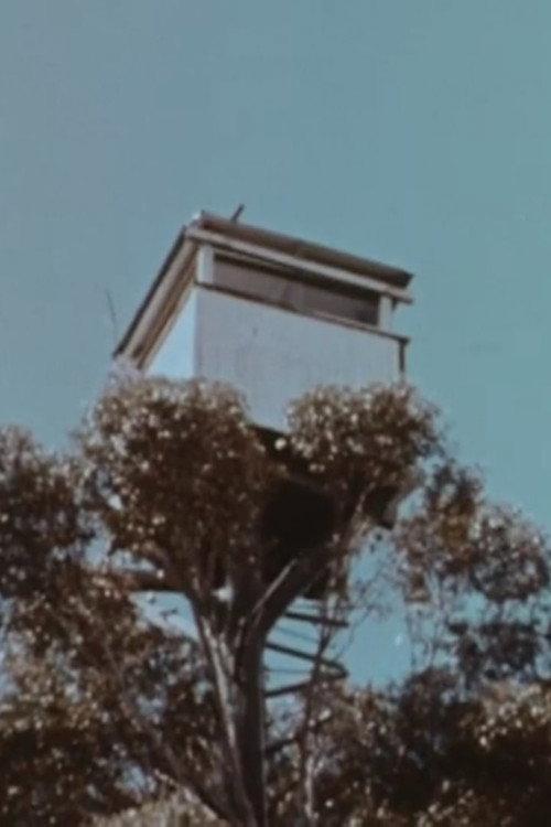 The Karri Forest 1962 official movie poster