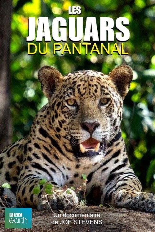 Jaguars of the Pantanal 2016 official movie poster