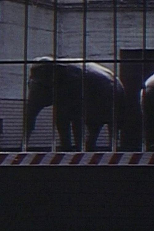 Elephants: Fragments in an Argument 1973 official movie poster