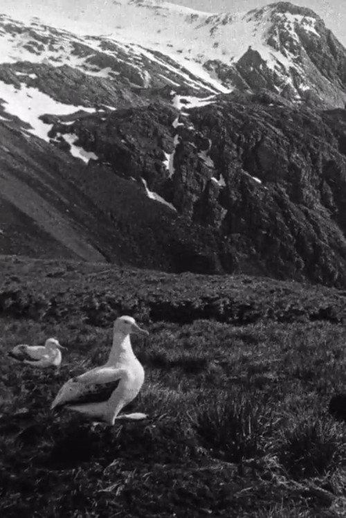 Shackleton South Georgia Birds 1920 official movie poster
