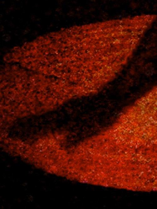 Materia Obscura 2009 official movie poster
