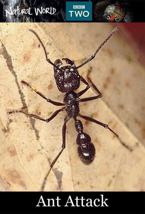 Ant Attack 2006 official movie poster