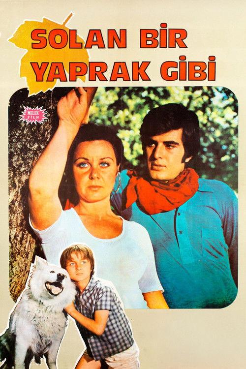 Solan Bir Yaprak Gibi 1971 official movie poster