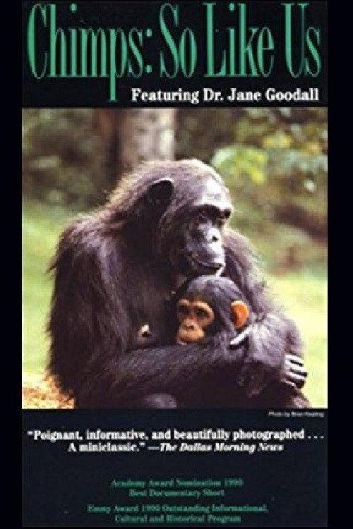 Chimps: So Like Us 1990 official movie poster