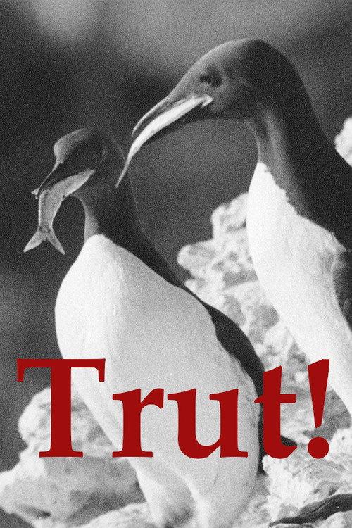 The Gulls 1944 official movie poster