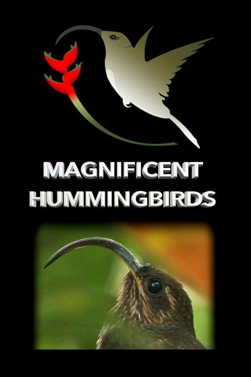 Magnificent Hummingbirds 2021 official movie poster