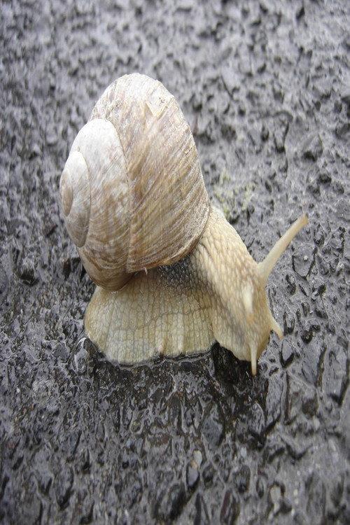 The Snail 2025 official movie poster