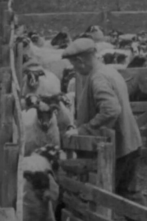 Blackfaced Sheep 1946 official movie poster