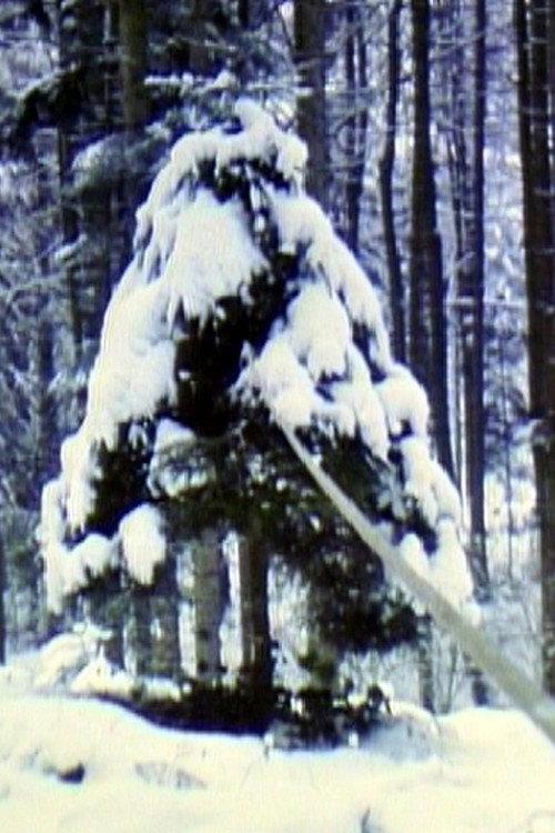 Pine Tree with Rubber Band 1980 official movie poster
