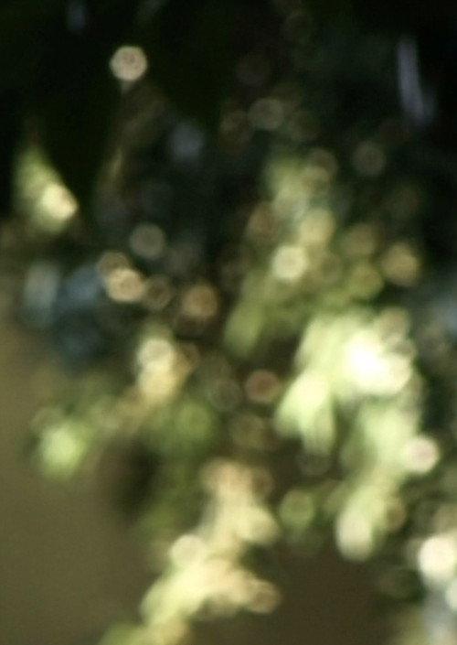 Glimmering 2024 official movie poster