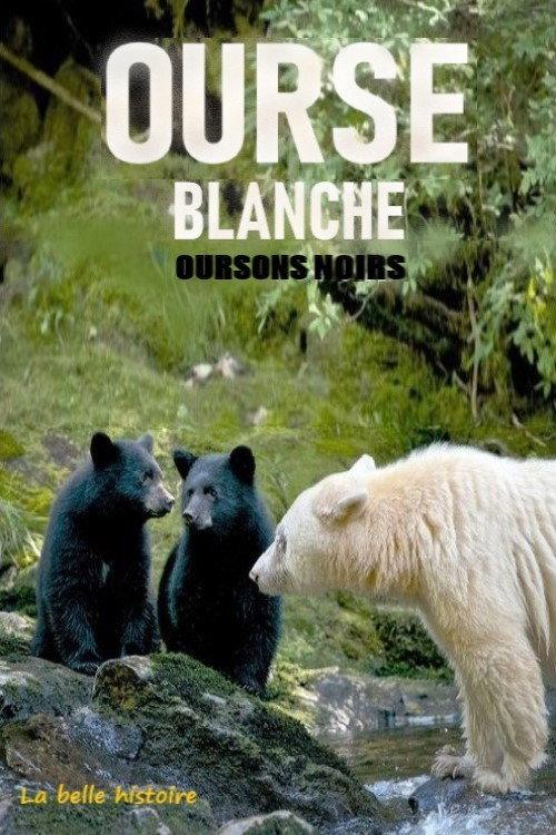 Ourse blanche, oursons noirs : la belle histoire 2017 official movie poster