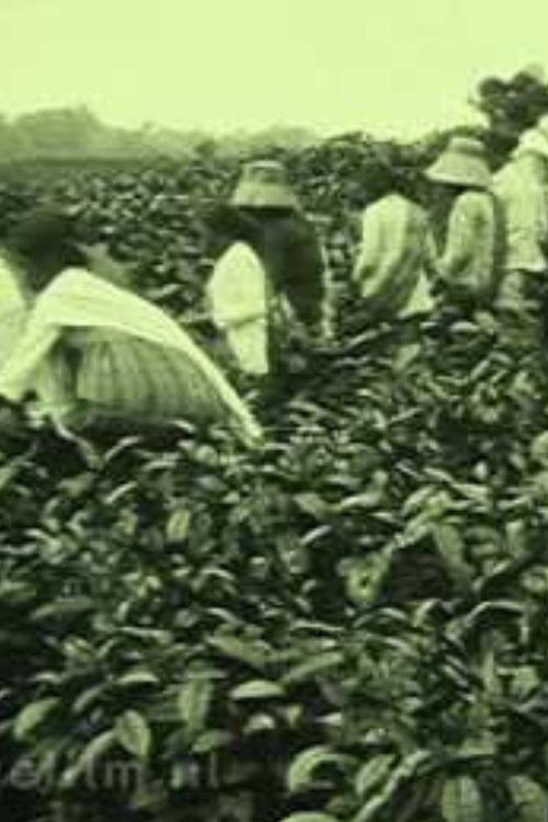 Tea Company of the NILS in Pematang Siantar 1927 official movie poster