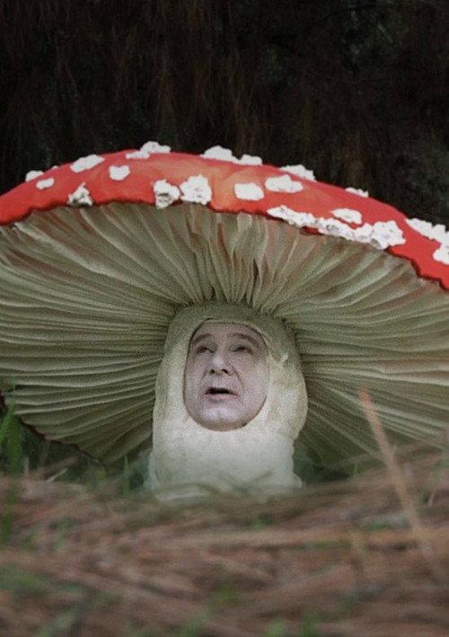 Fly Amanita 2010 official movie poster
