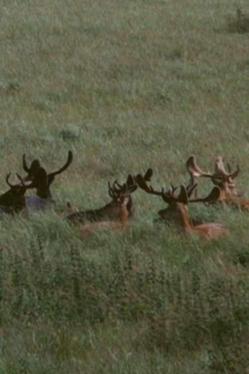 The Deer Garden: The Romantic Forest 1970 official movie poster