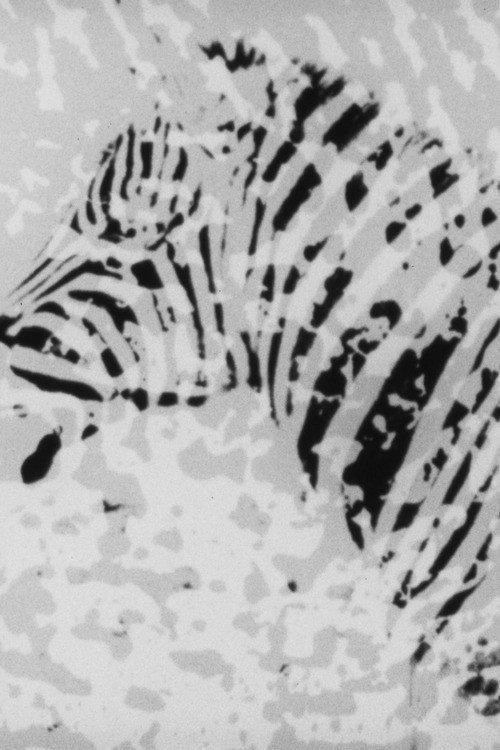 Zebra 1973 official movie poster