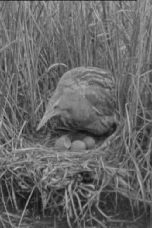 The Bittern 1931 official movie poster