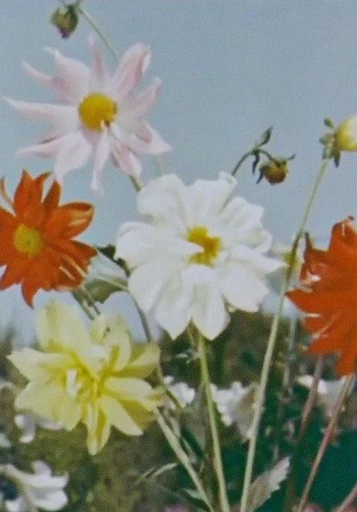 Spring Comes to Kashmir 1956 official movie poster
