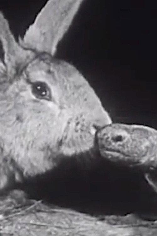 The Hare and the Tortoise 1947 official movie poster