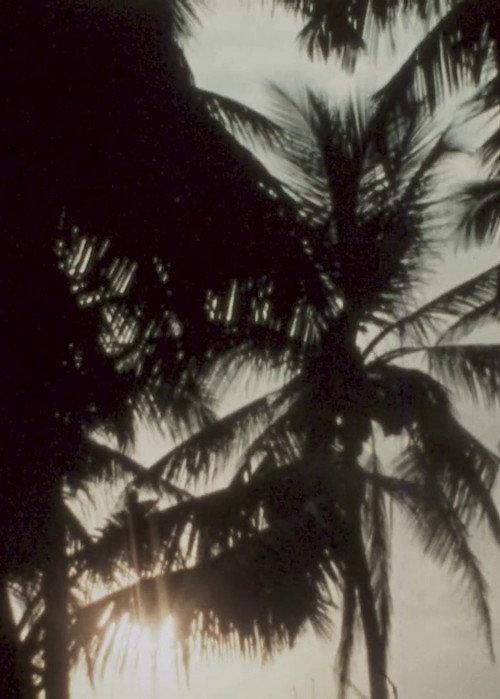 Land of Coconuts 2016 official movie poster