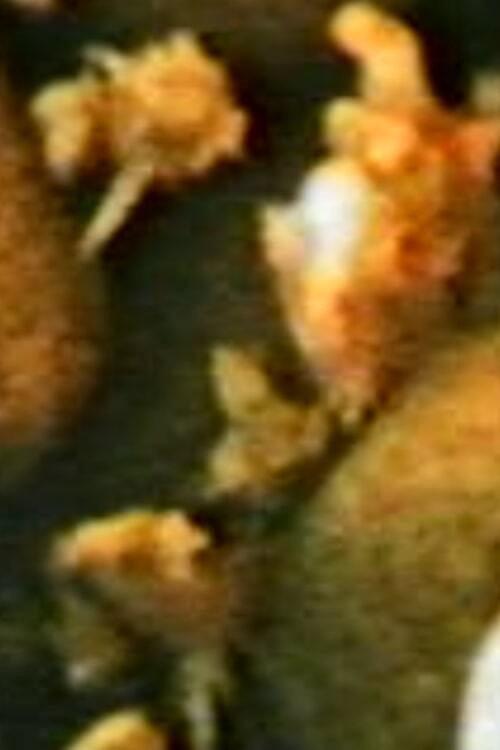 FENOMEN 1986 official movie poster