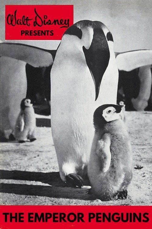 Emperor Penguins 1955 official movie poster