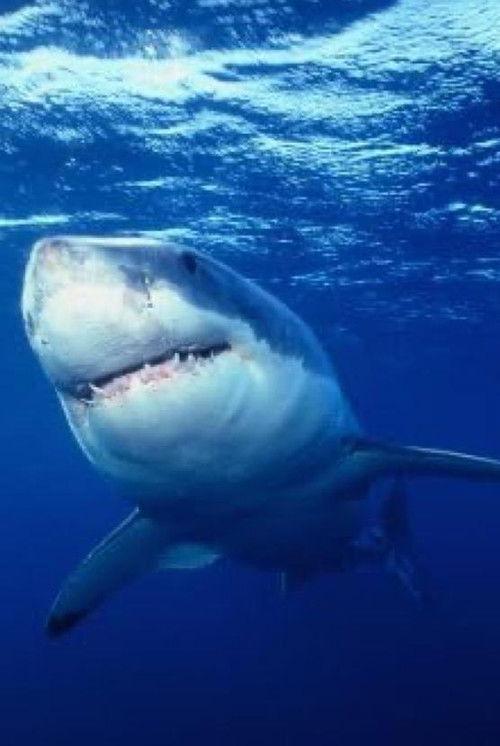 Great White Shark - The Silent Stalker 1995 official movie poster