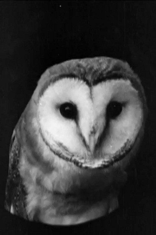 The White Owl 1922 official movie poster