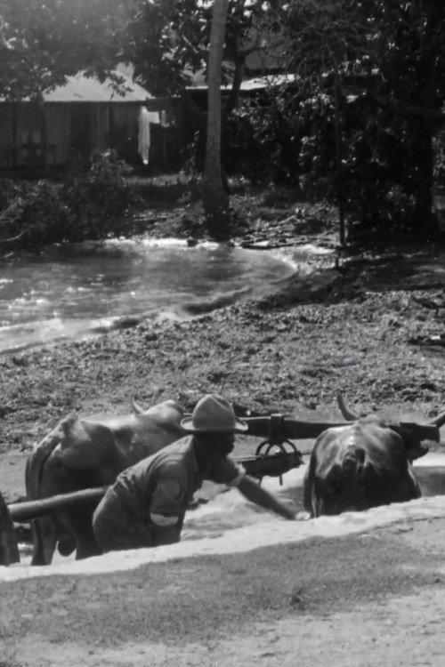 Guadeloupe, le pays des Belles-Eaux 1928 official movie poster
