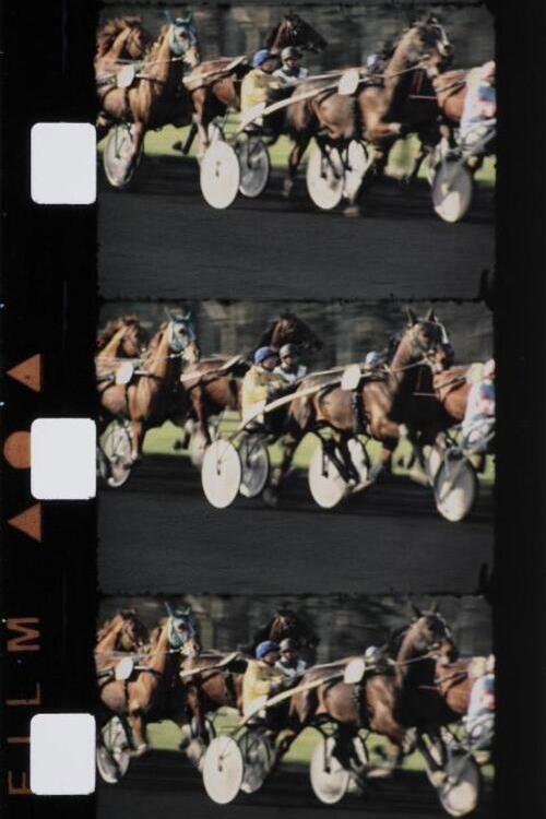 Chevaux couleur 1988 official movie poster
