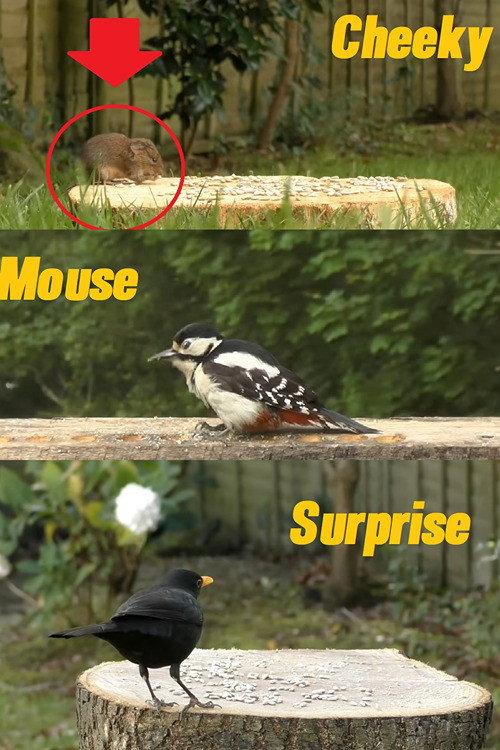 A Cheeky Mouse Surprise official movie poster