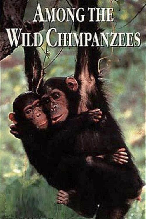 Among the Wild Chimpanzees 1984 official movie poster