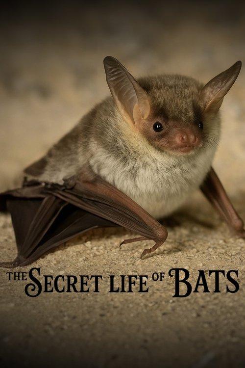 The Secret Life of Bats 2025 official movie poster