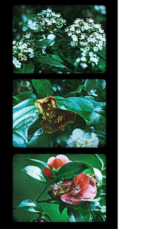 Flowers (III) 2025 official movie poster