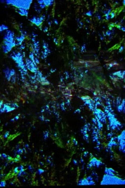 A Film Containing Trees 2018 official movie poster
